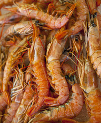 fresh shrimps on the market