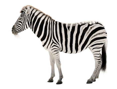 Fototapeta Prächtiges Zebra auf weißem Hintergrund