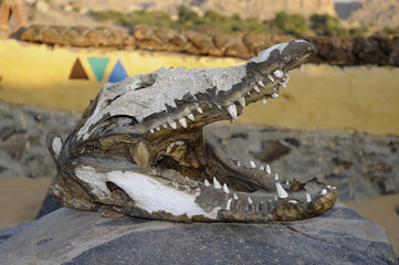 Obraz premium Nile Crocodiles in pen on banks of the River Nile