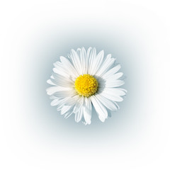 Background with the daisy