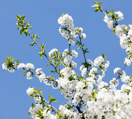Spring season - white flowers of cherry