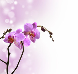Orchidea su sfondo lilla e bianco