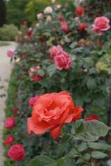 rose de roseraie
