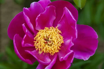 Papier peint photo Pivoines jardin, flore : pivoine  © JONATHAN