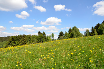 Landschaft Blumenwiese