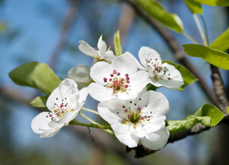 flowering of pear