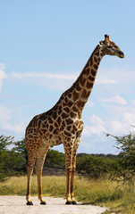 Giraffe, Etosha Park, Namibia