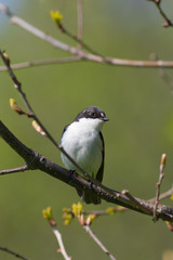 Ficedula hypoleuca