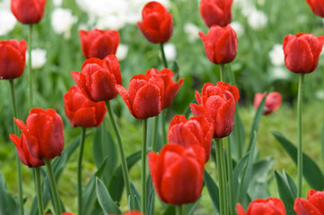 Red tulips
