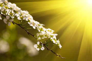 Spierstrauch im Sonnenlicht