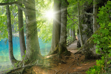 Sonnenschein im Wald neben klarem See