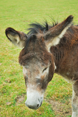 Donkey in field
