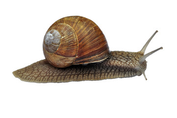 one large snail crawling