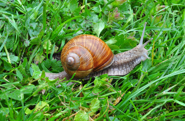 one large snail crawling on the grass