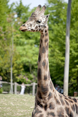 Girafe