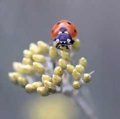 coccinelle sur fleur d'elichrysum
