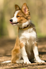 sable border collie puppy