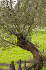 Fototapeta premium Pollard-willow with old wooden fence