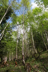 forêt de bouleaux