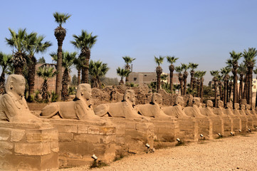 Avenue des Sphinx à Louxor en Egypte