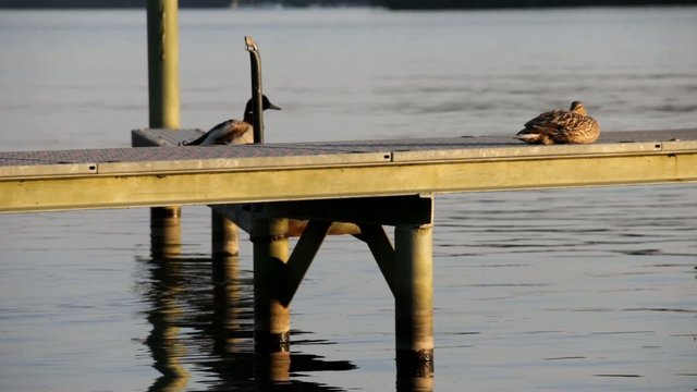 Erpel springt auf Steg