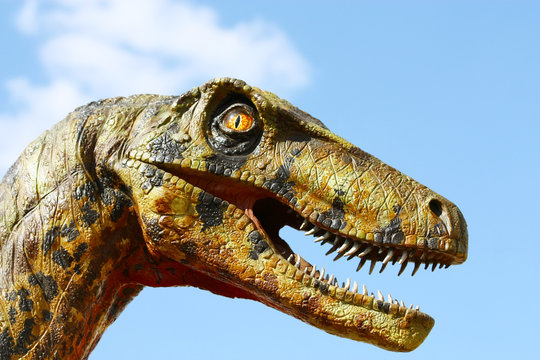 Deinonychus dinosaur head