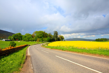 Road in the conutry with Rape fields in Springtime, Scotland