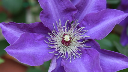 Clematis Viola