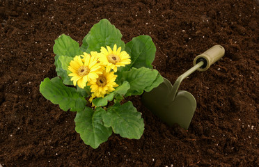 Flowers growing in the soil and hoe