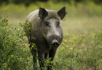 sanglier