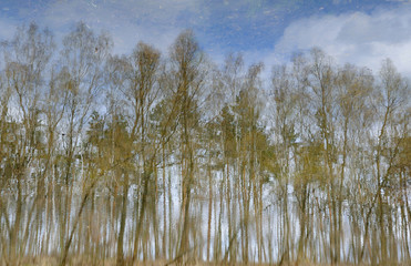 reflection of forest