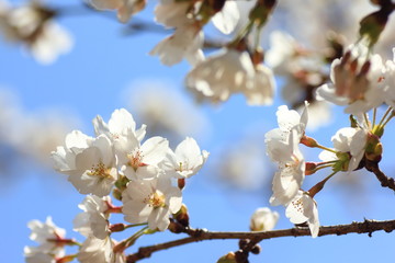 桜　cherry blossom