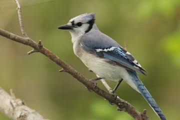 Blue Jay (Cyanocitta cristata) - Ontario, Canada