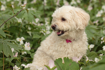 Cockapoo sitting in a patch of white trilliums in spring