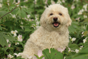 Cockapoo sitting in a patch of white trilliums in spring