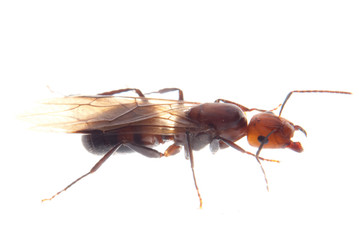 fertile ant