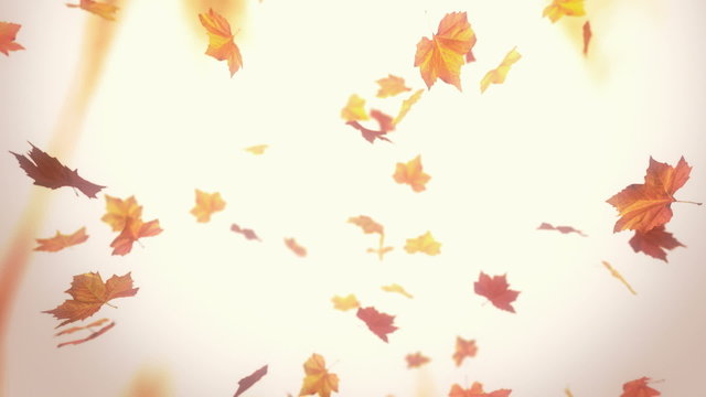 Falling autumn leaves - looped animation