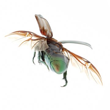 flying insect green beetle isolated on white