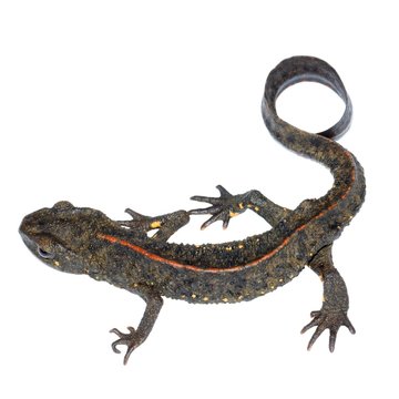 animal salamander