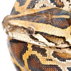 boa snake