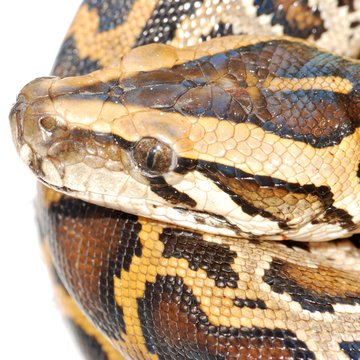 boa snake