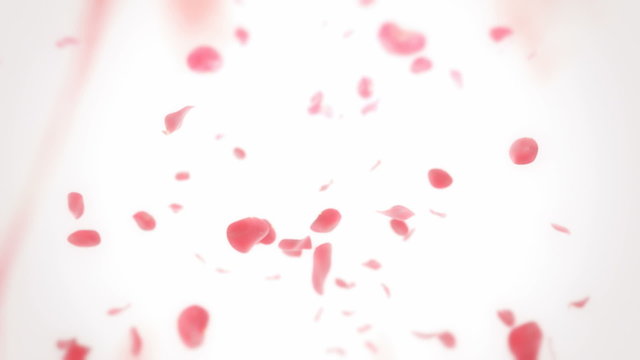 Falling rose petals- looped animation 2