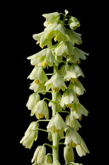 Fritillaria persica / Fritillaire de Perse 'Ivory Bells'