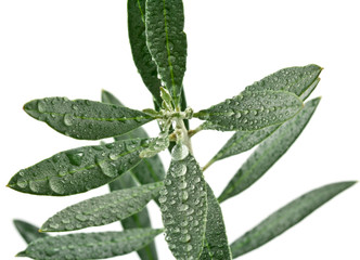 gouttes d'eau sur feuilles d'olivier