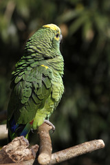 Blaustirnamazone