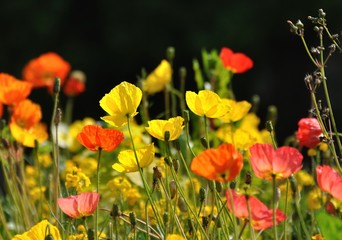 fleurs printanières 7