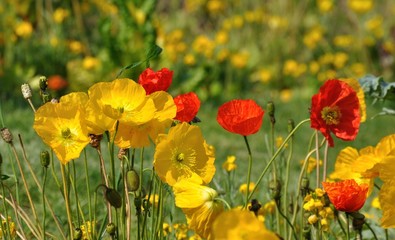 fleurs printanières 5