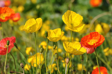 fleurs printanières 2