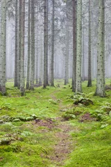 Plexiglas foto achterwand Wandelpad door een bos © Lars Johansson