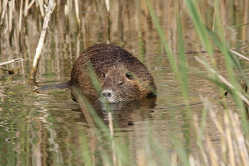 Ragondin (Myocastor coypus)